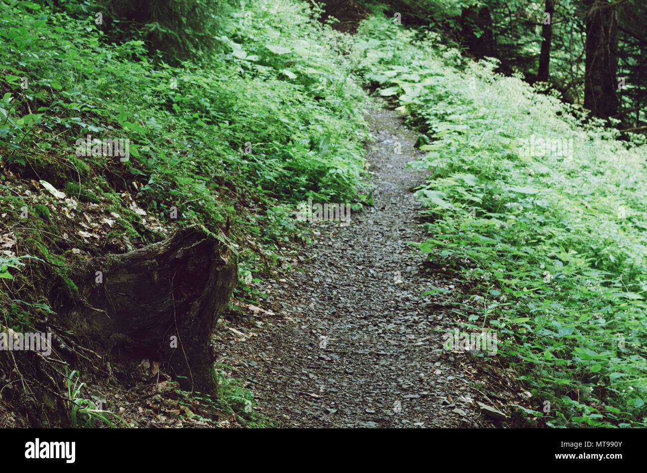 Summer green forest with path, natural outdoor seasonal background