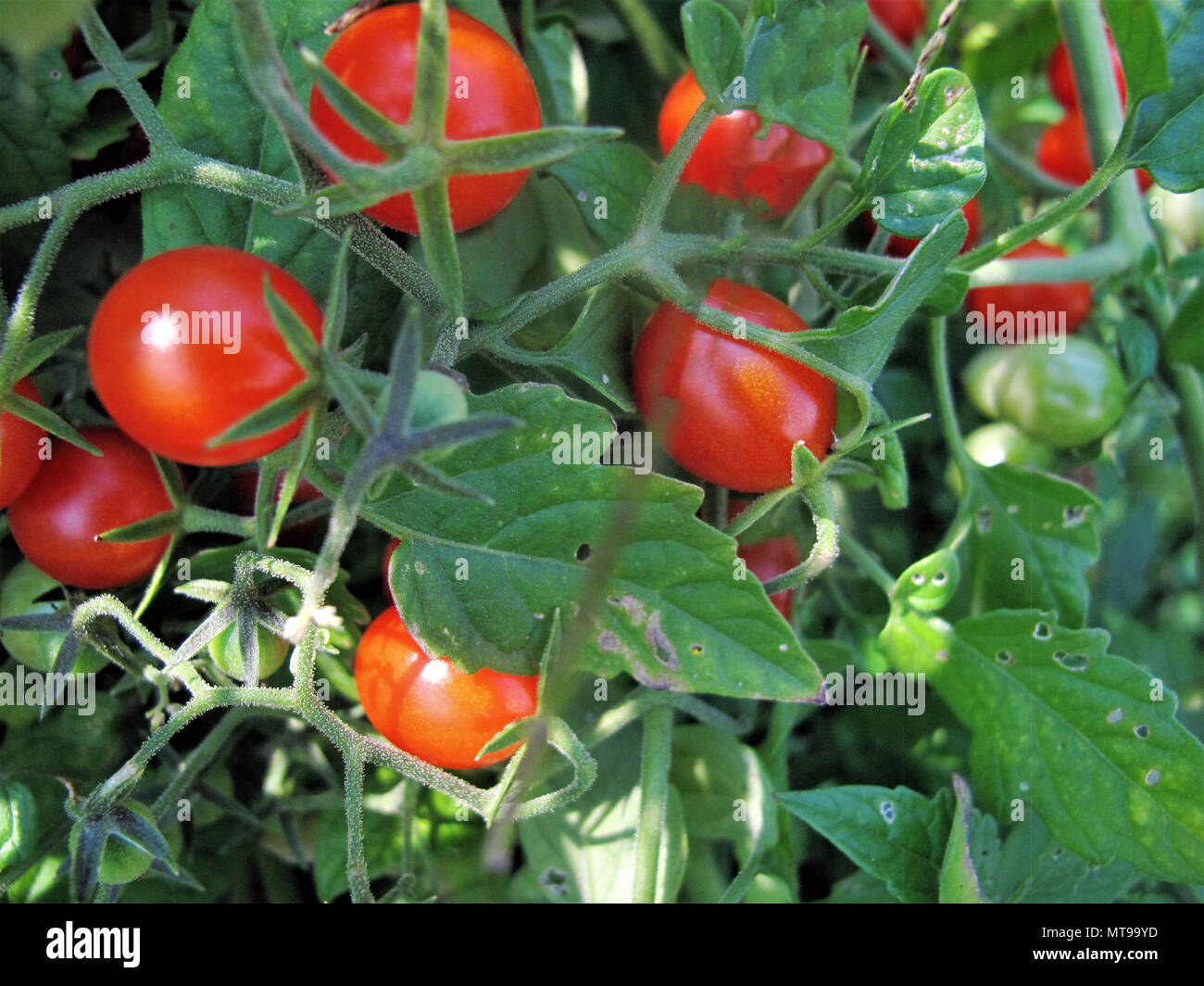 Cherry tomatoes growing on plants Stock Photo - Alamy