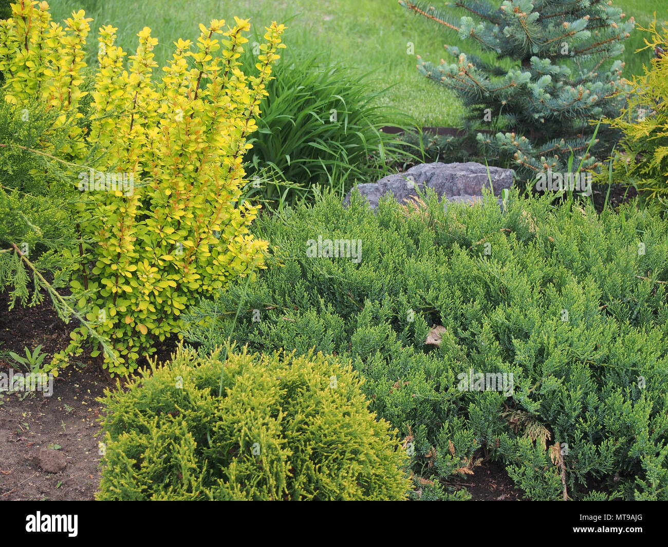 Composition of coniferous and deciduous plants. The design of the garden. Landscape design Stock
