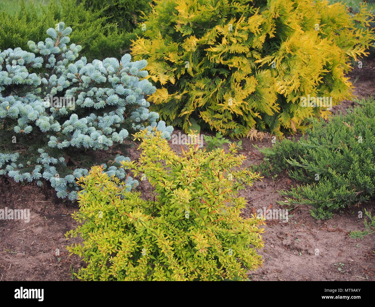 Composition of coniferous and deciduous plants. The design of the garden. Landscape design Stock