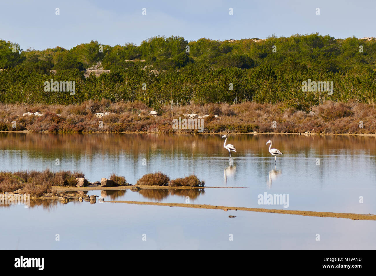 Two greater flamingos (Phoenicopterus roseus) at Estanyets de Can Marroig salt marsh in Ses Salines Natural Park (Formentera, Balearic Islands, Spain) Stock Photo