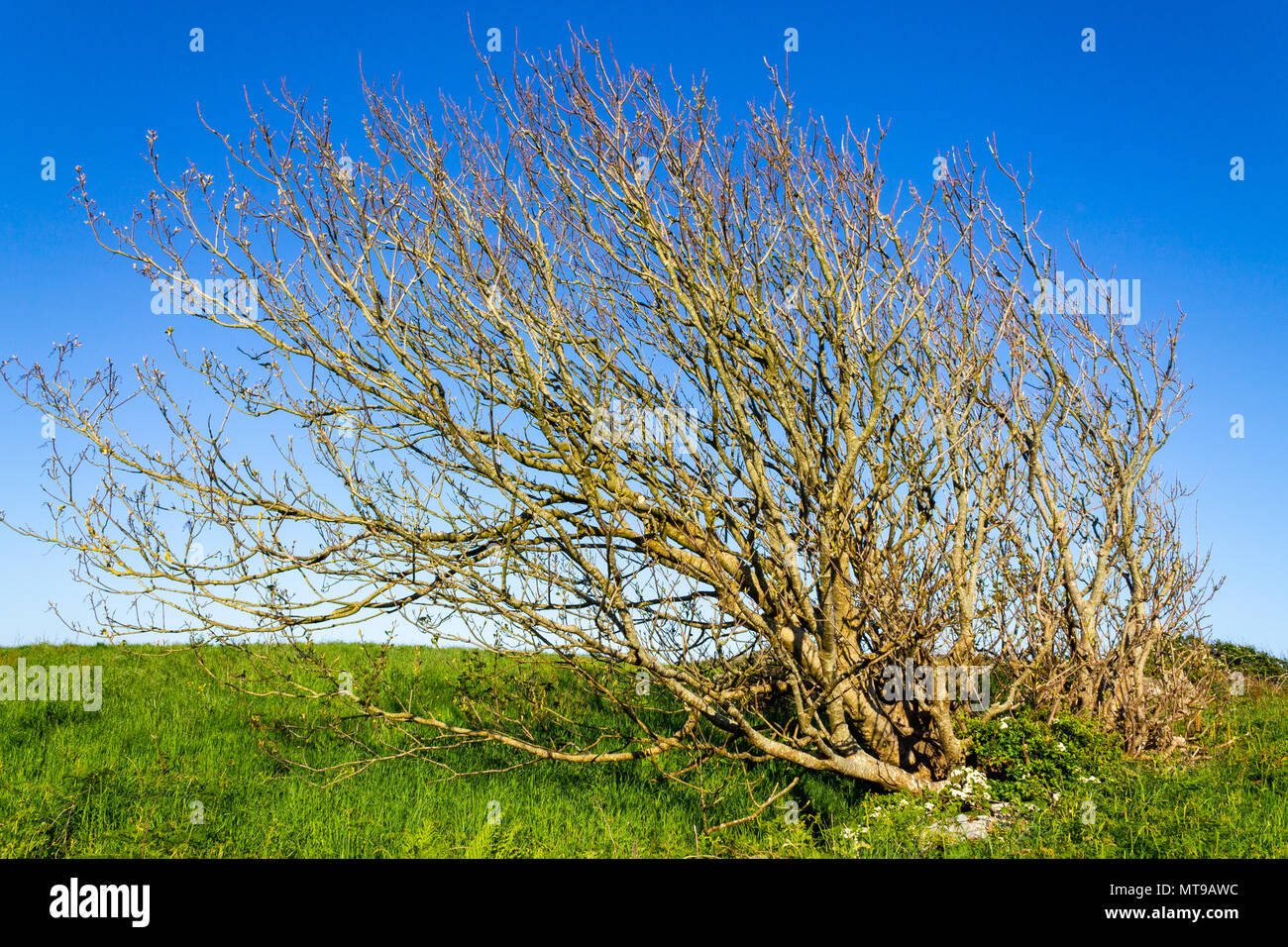 wind swept tree with branches pushed one way by the constant wind direction against a blue sky. Stock Photo