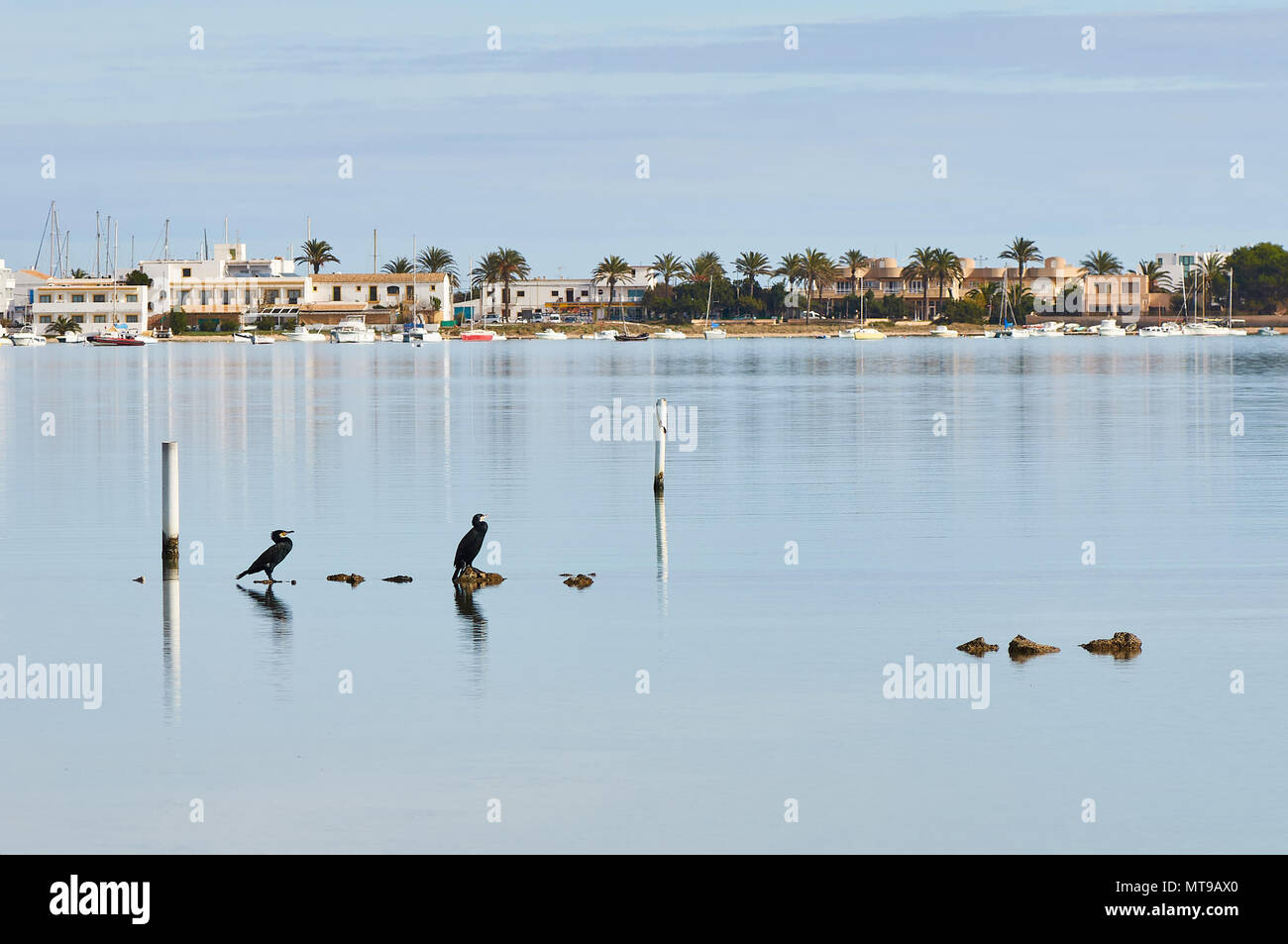 Two great cormorants (Phalacrocorax carbo) resting at Estany des Peix marine lagoon in Ses Salines Natural Park (Formentera, Balearic Islands, Spain) Stock Photo