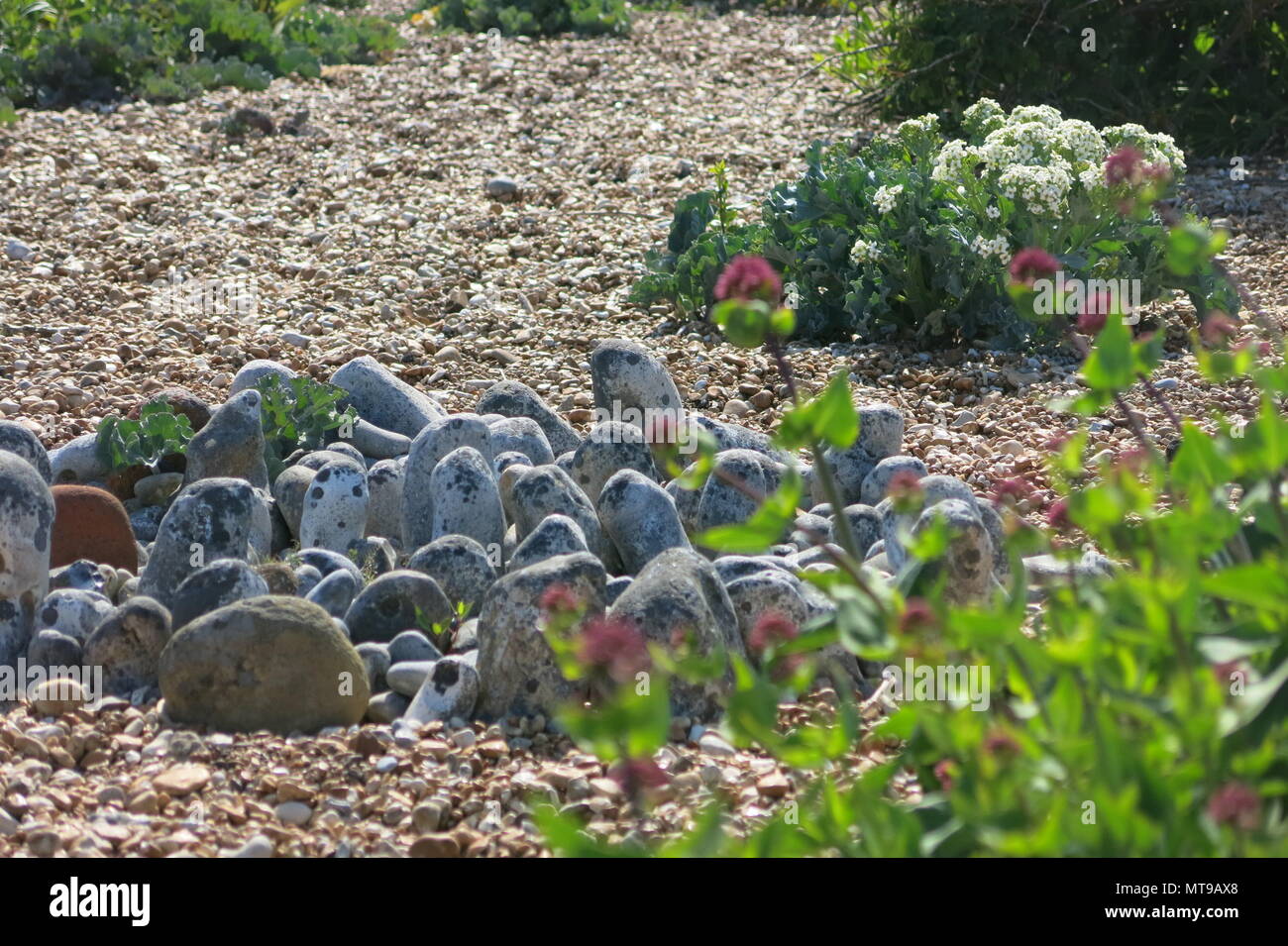 Derek's Jarman's famous garden created around Prospect Cottage, a ...