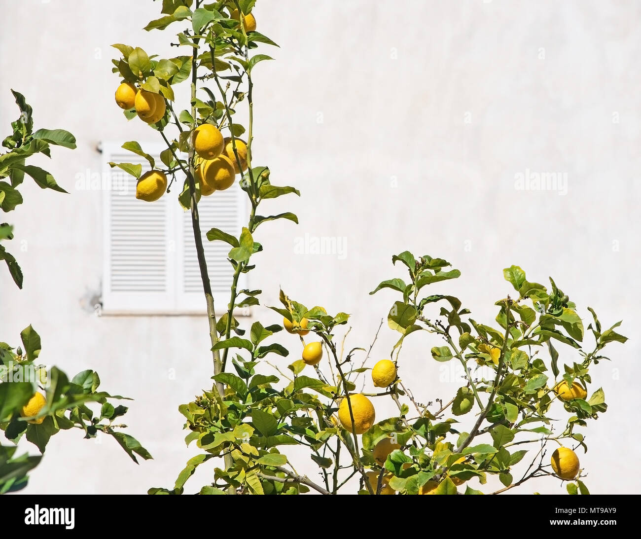 Lemon tree with plenty of ripe fruits in Mallorca, Spain in March Stock