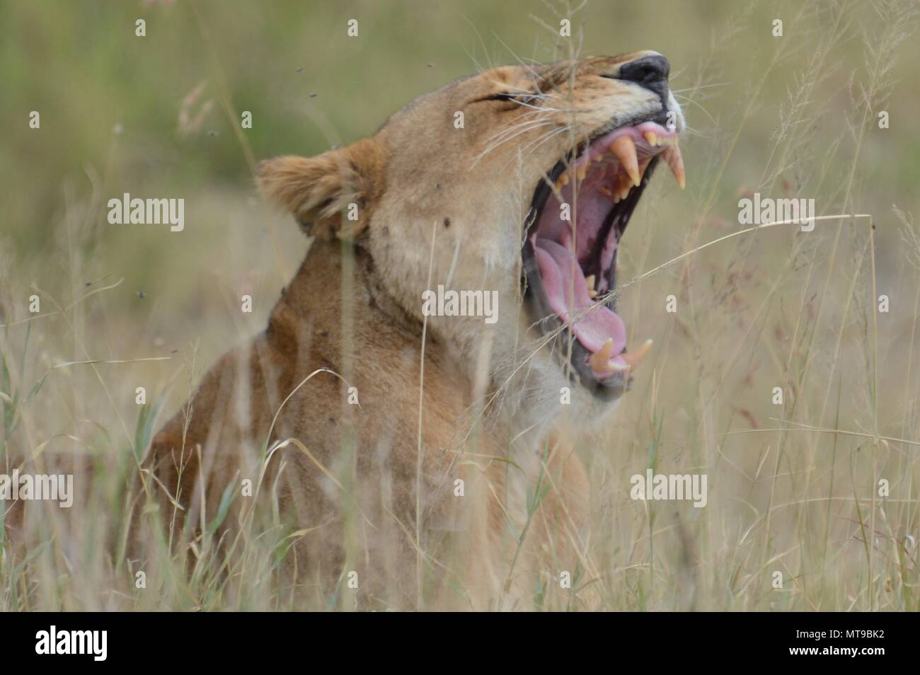 Lion roaring and showing its jaws Stock Photo Alamy