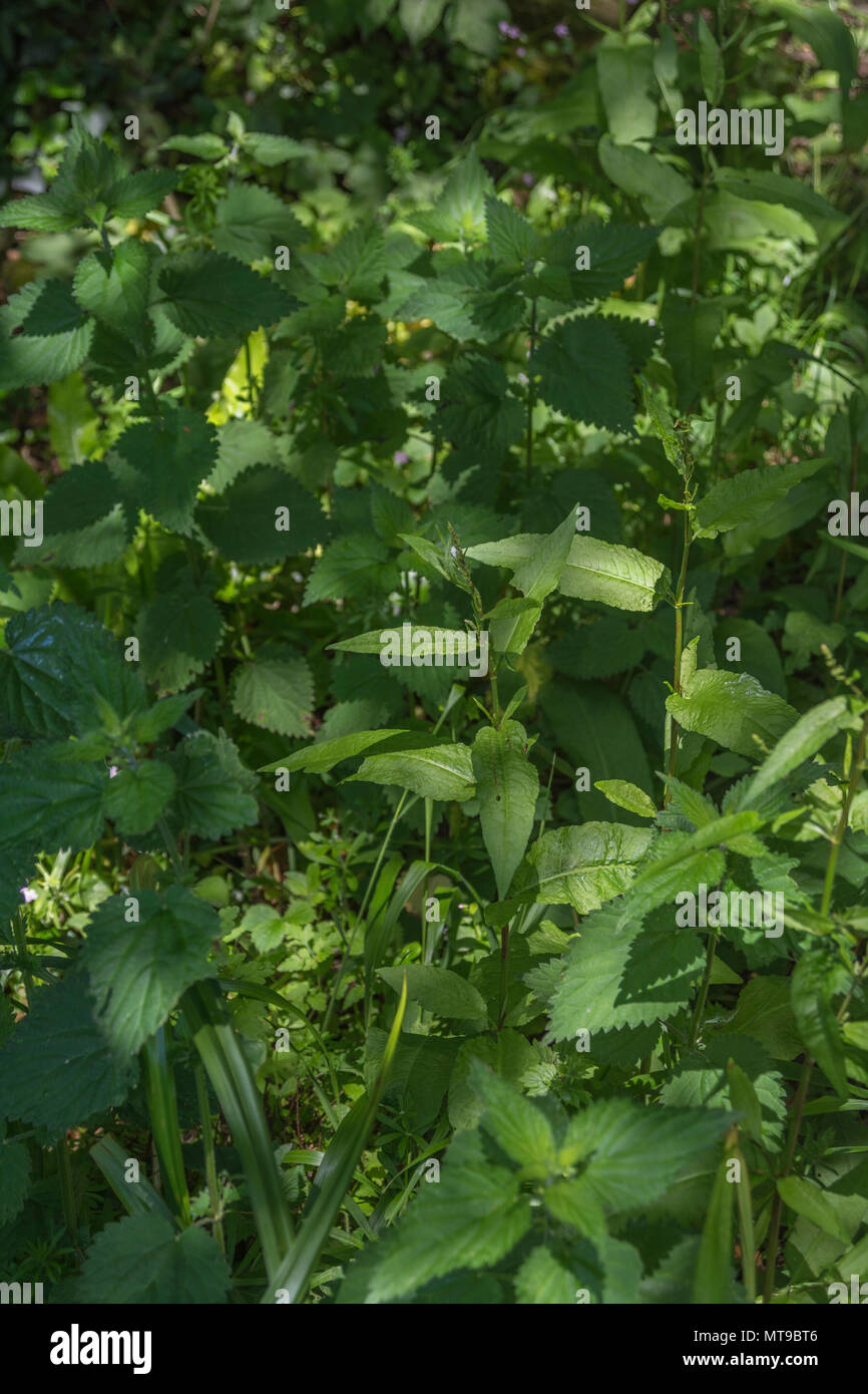 Understory dappled sunlight hires stock photography and images Alamy