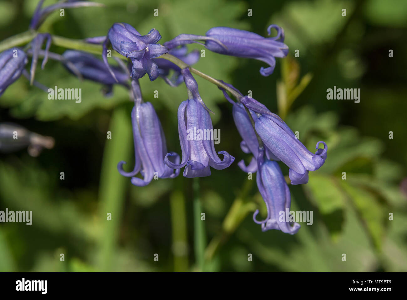 Close-up of the flowers of Bluebell (Endymion non-scriptus) in sunshine. Sometimes referred to as the English Bluebell cf. Spanish Bluebell. Stock Photo
