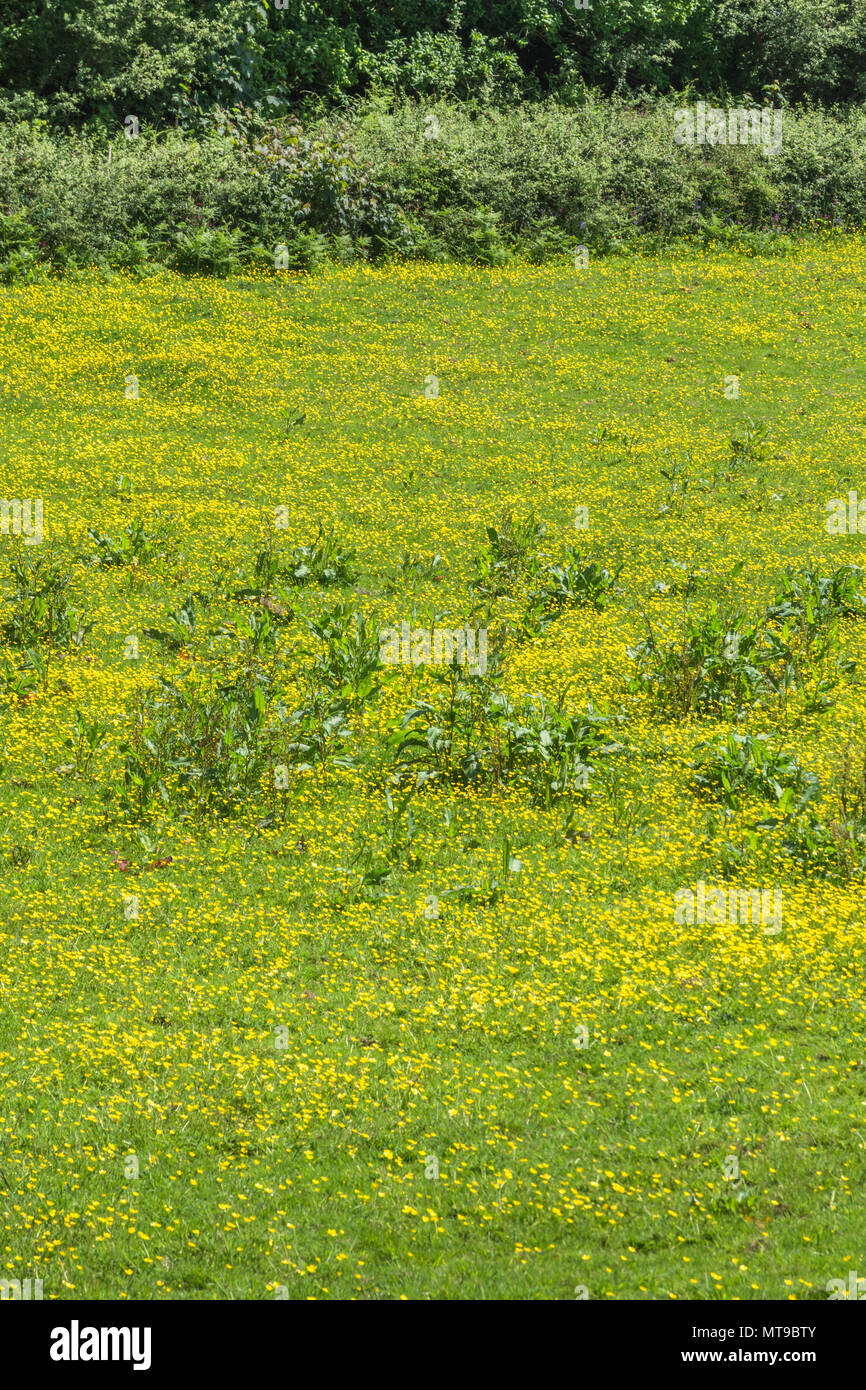 Field of invasive Creeping Buttercup / Ranunculus repens on sunny Summer day. Invasive weeds / invasive plants concept, summer meadow, meadow flowers. Stock Photo