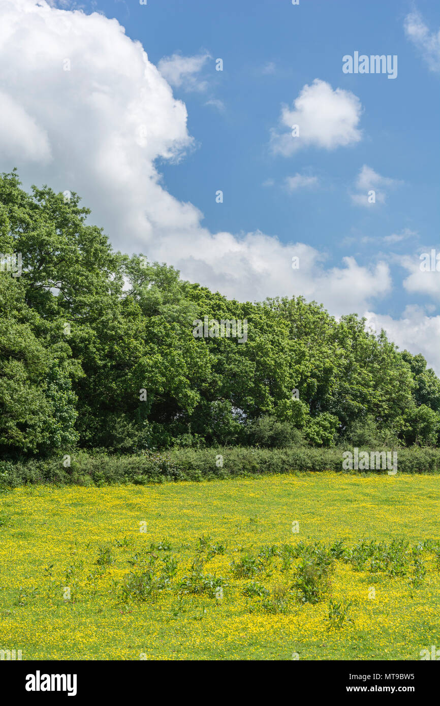 Field of invasive Creeping Buttercup / Ranunculus repens on sunny