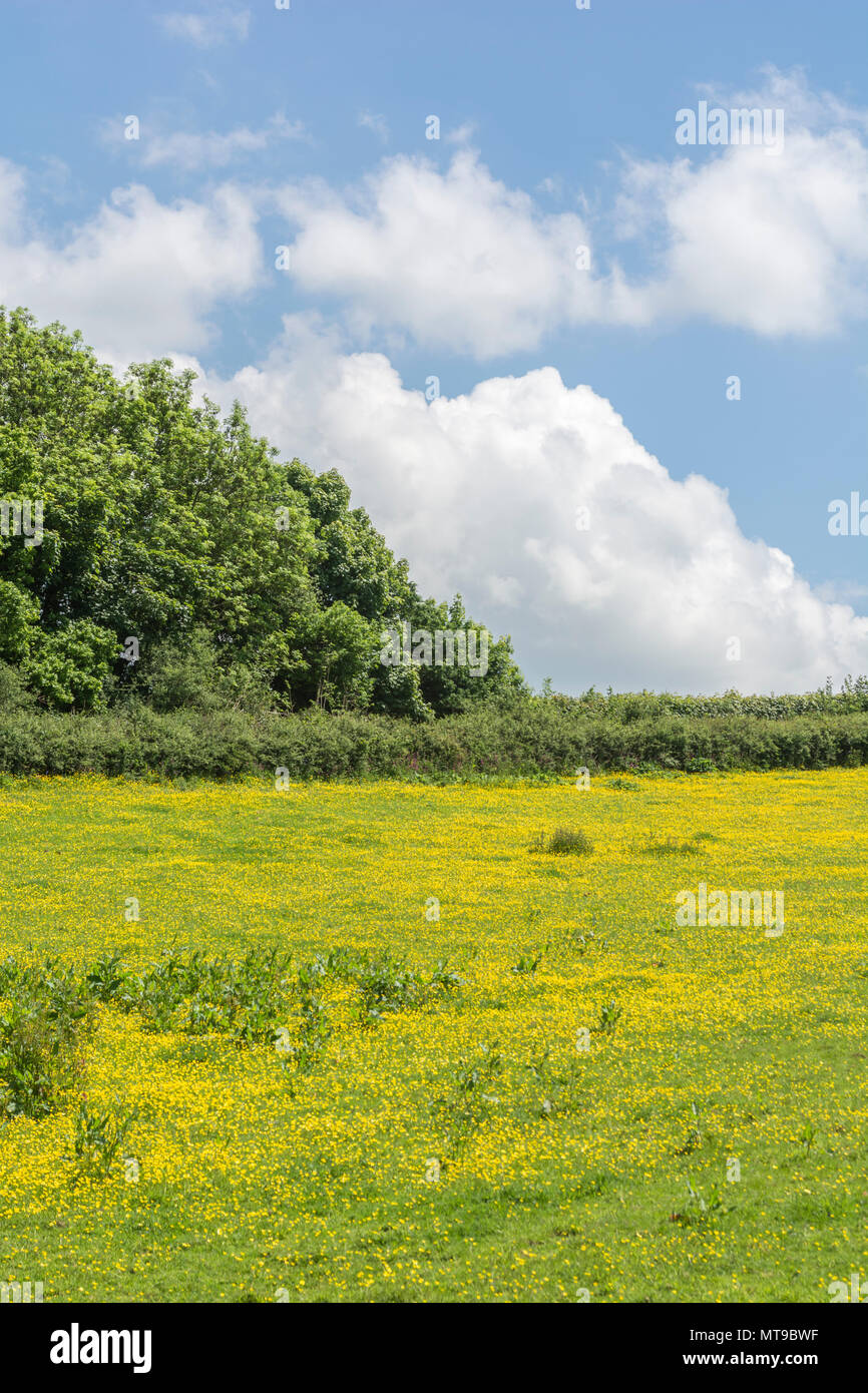 Field of invasive Creeping Buttercup / Ranunculus repens on sunny Summer day. Invasive weeds or invasive plants concept, summer meadow, meadow flowers Stock Photo