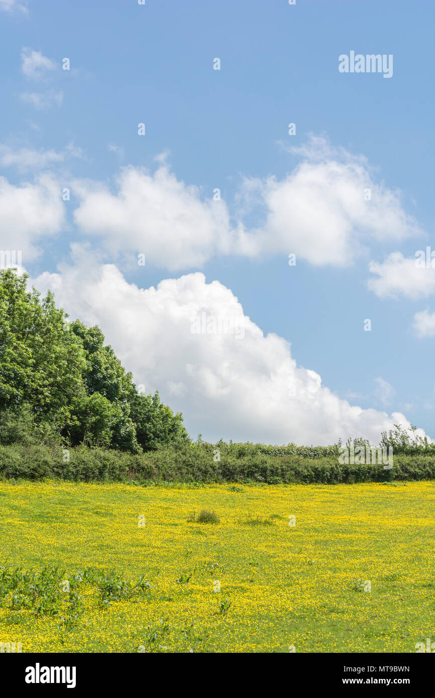 Field of invasive Creeping Buttercup / Ranunculus repens on sunny