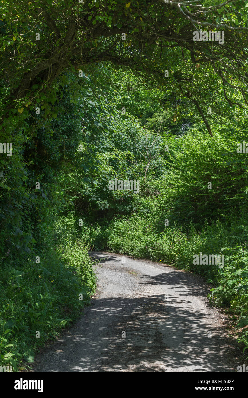 Rural country lane in Cornwall with natural hedgerow. Road ahead bend. Stock Photo