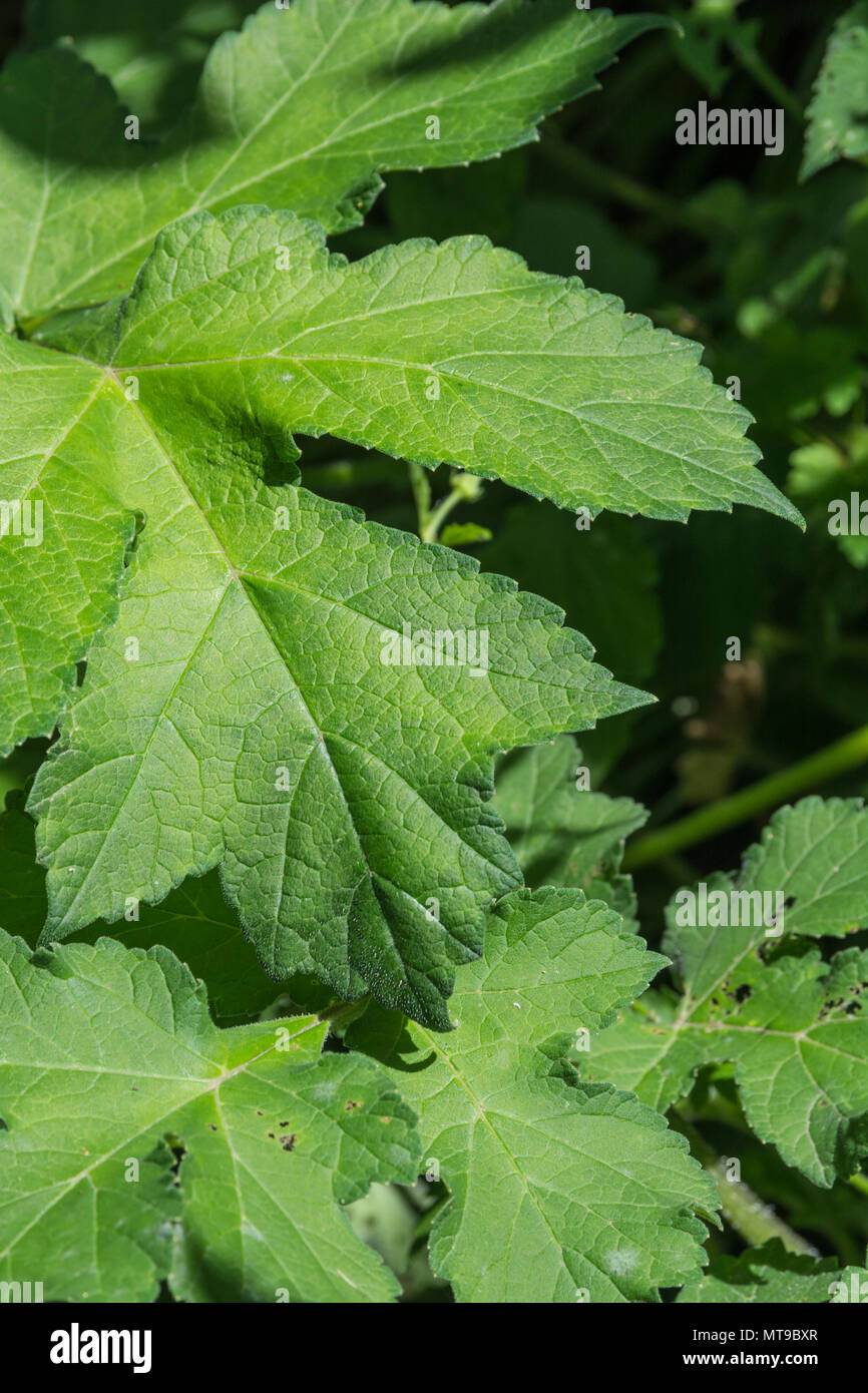 Close-up of the toothed / serrated leaf margin of the common weed Hogweed / Heracleum sphondylium - causes phytosensitivity for some people. Stock Photo