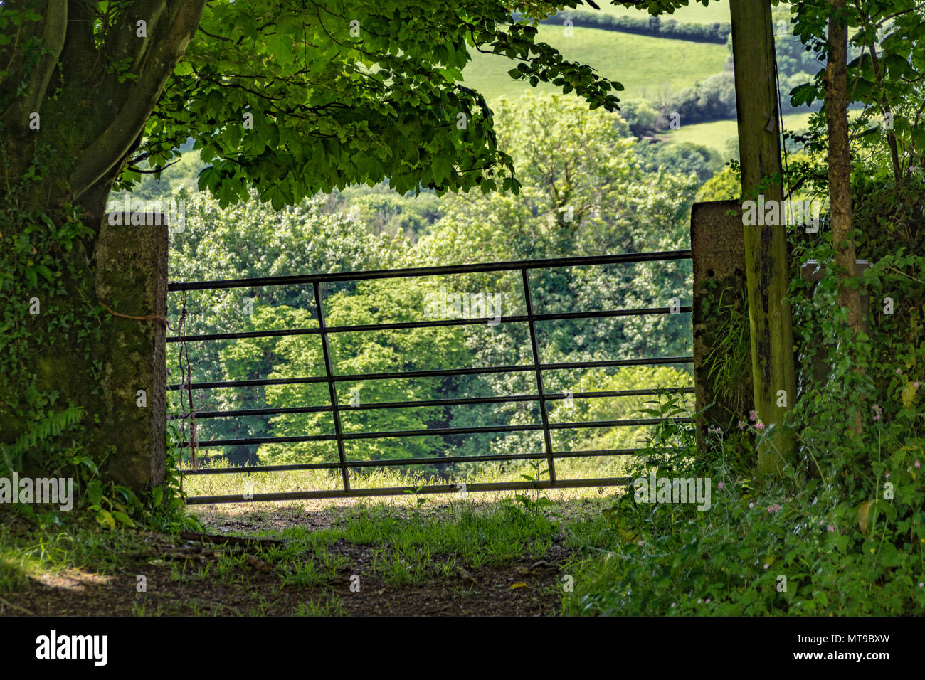 Closed farm / field gate silhouetted against sunlit countryside beyond. For British farming, farm to fork and field to plate metaphors. Stock Photo