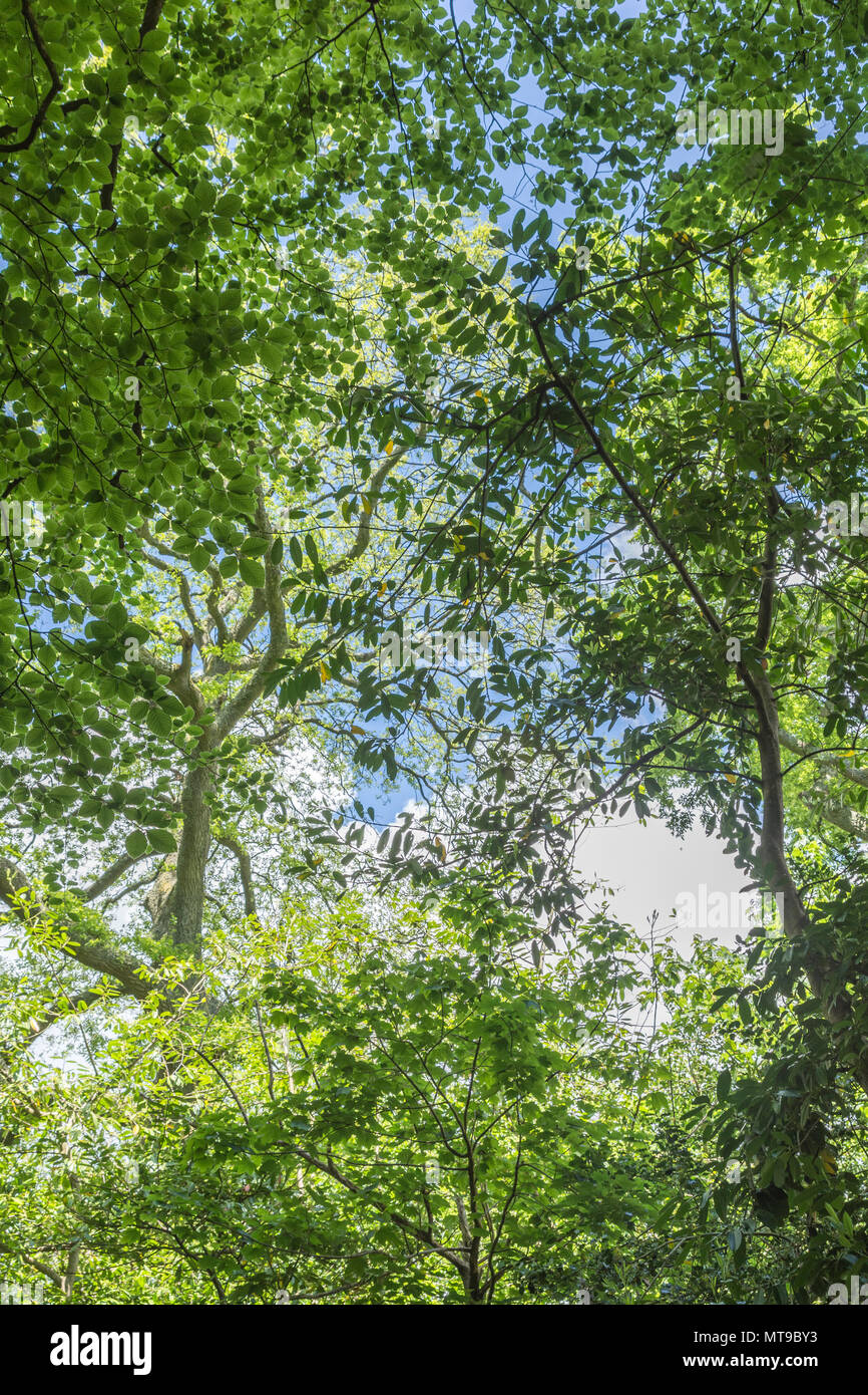 View of deciduous tree canopy with leaves and blue summer skies on a sunny day. Sunshine through leaves. Tree canopy growth, carbon capture concept. Stock Photo