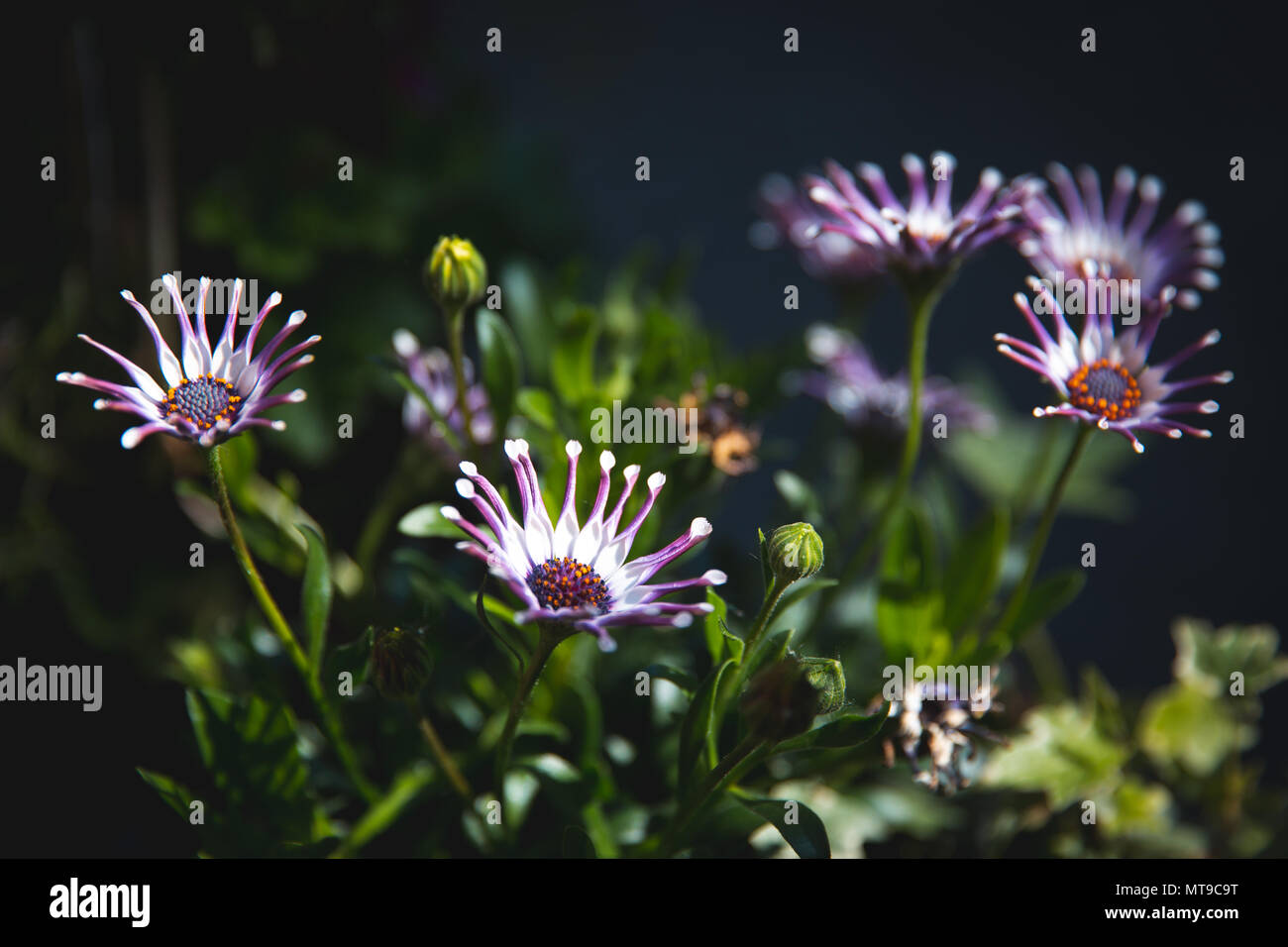 Heirloom Rare Purple 'spider' Chrysanthemum Perennial Flowers Stock Photo