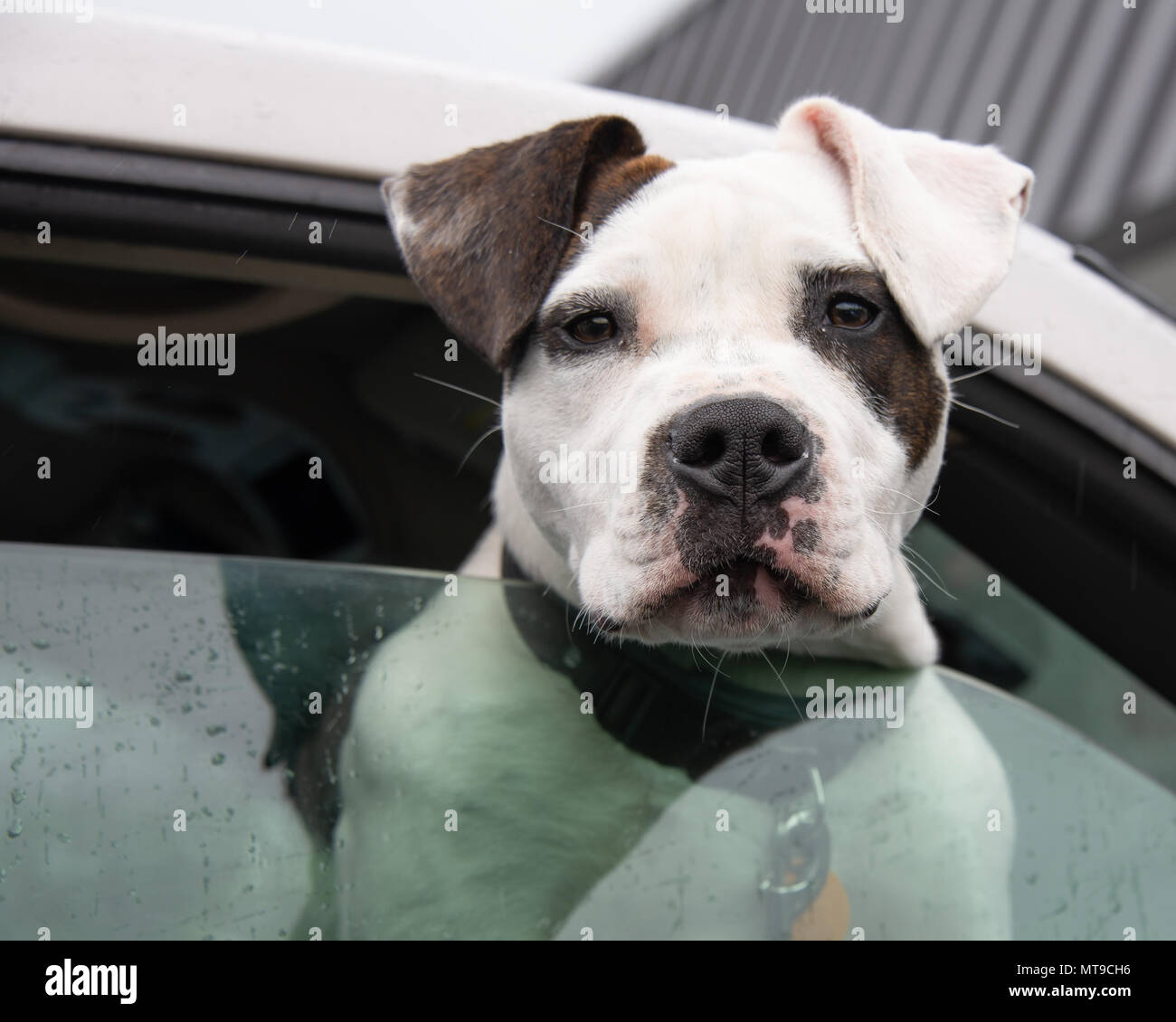 An aggressive American Pit Bull Terrier leaning out of the window of a pickup truck in a parking lot Stock Photo