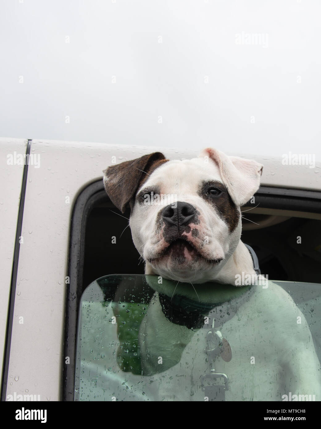 An aggressive American Pit Bull Terrier leaning out of the window of a pickup truck in a parking lot Stock Photo