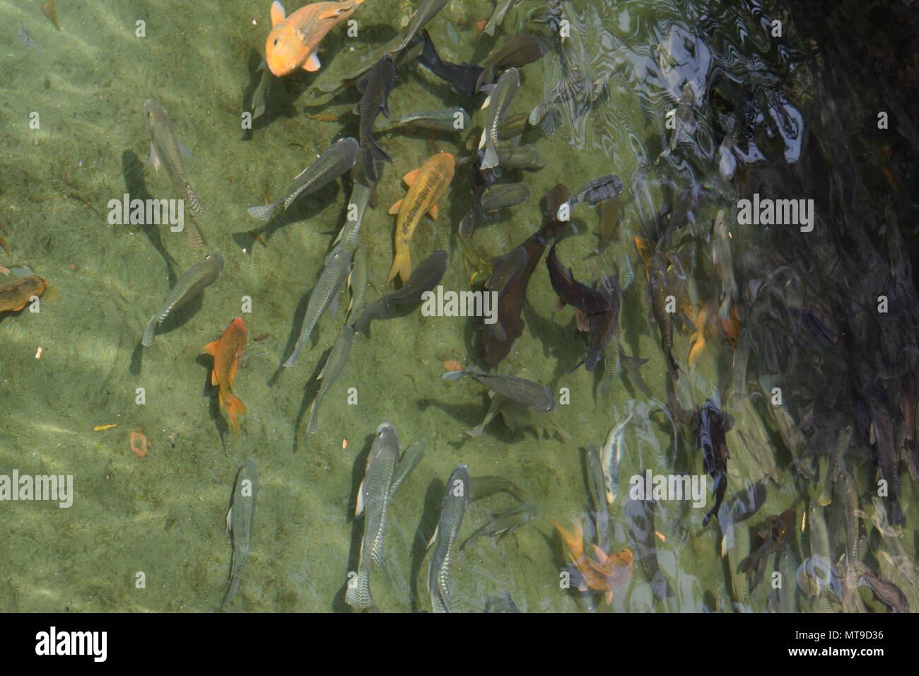 Aquarium's fish swimming in a park, Dinajpur, Bangladesh Stock Photo