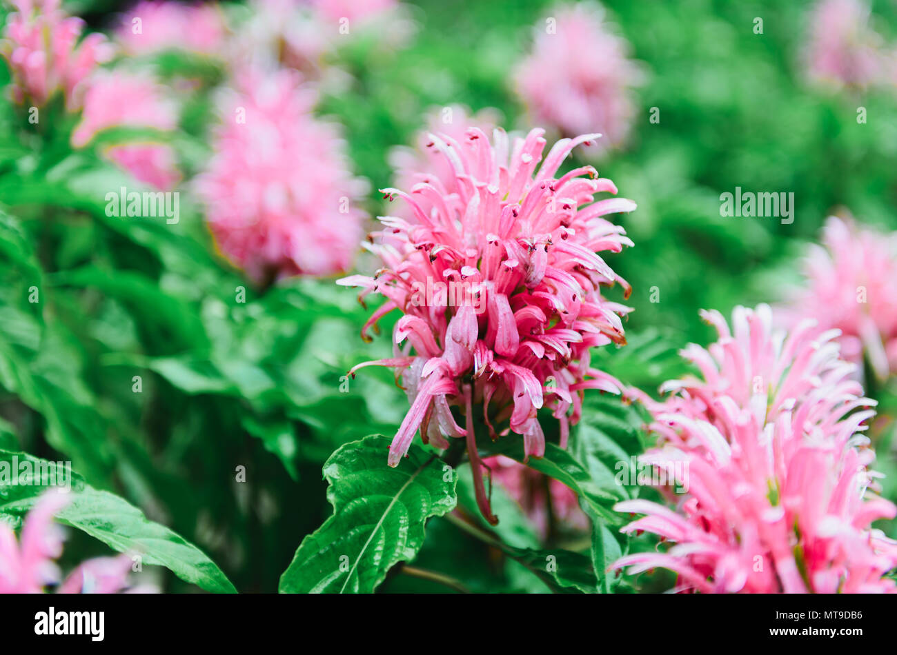 jacobinia carnea flower in garden, Da Lat Vietnam; moody tone Stock Photo