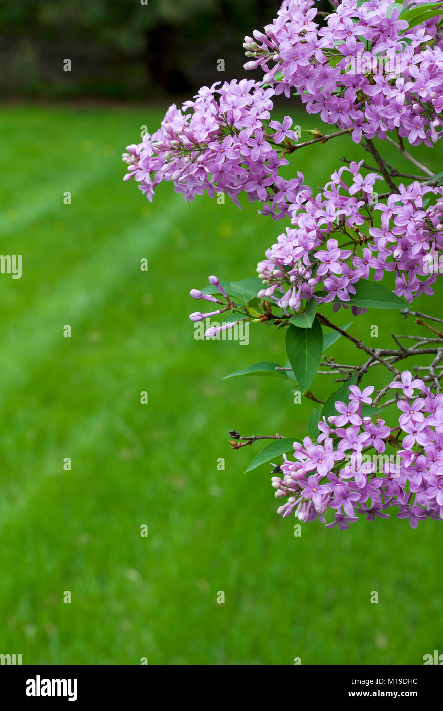 Chinese lilac syringa chinensis hires stock photography and images Alamy