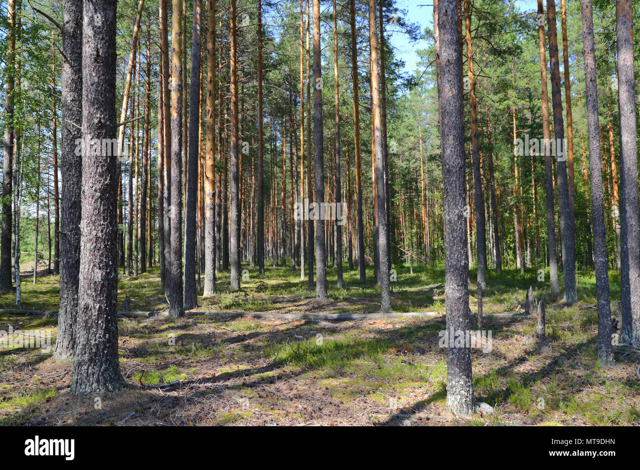 North forest landscape in Karelia Stock Photo