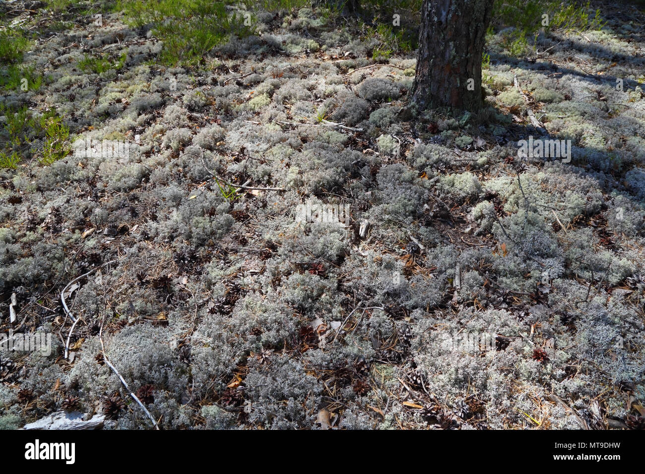 White moss in the northern forest Stock Photo