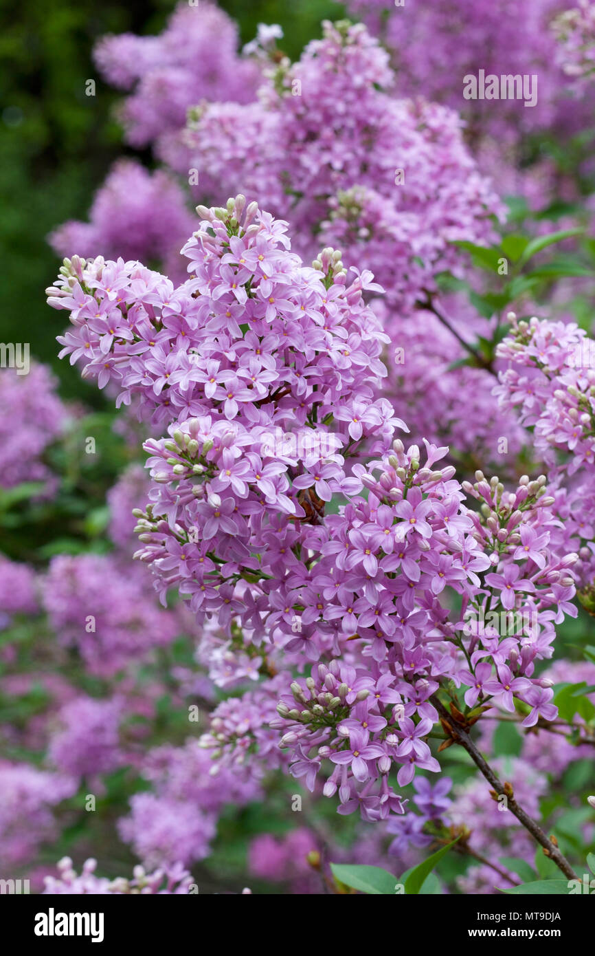 Chinese lilac syringa chinensis hires stock photography and images Alamy