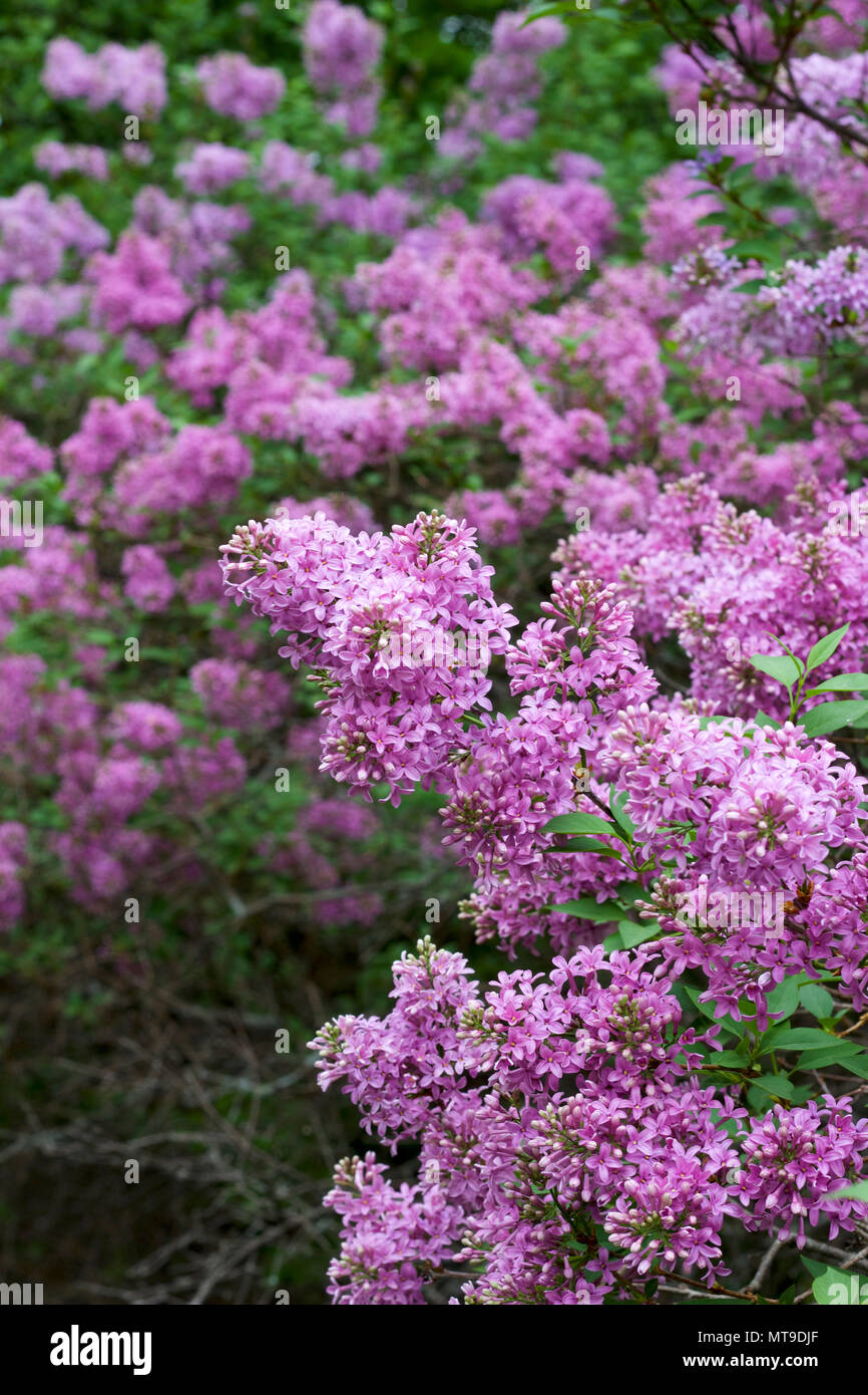 Chinese lilac syringa chinensis hires stock photography and images Alamy