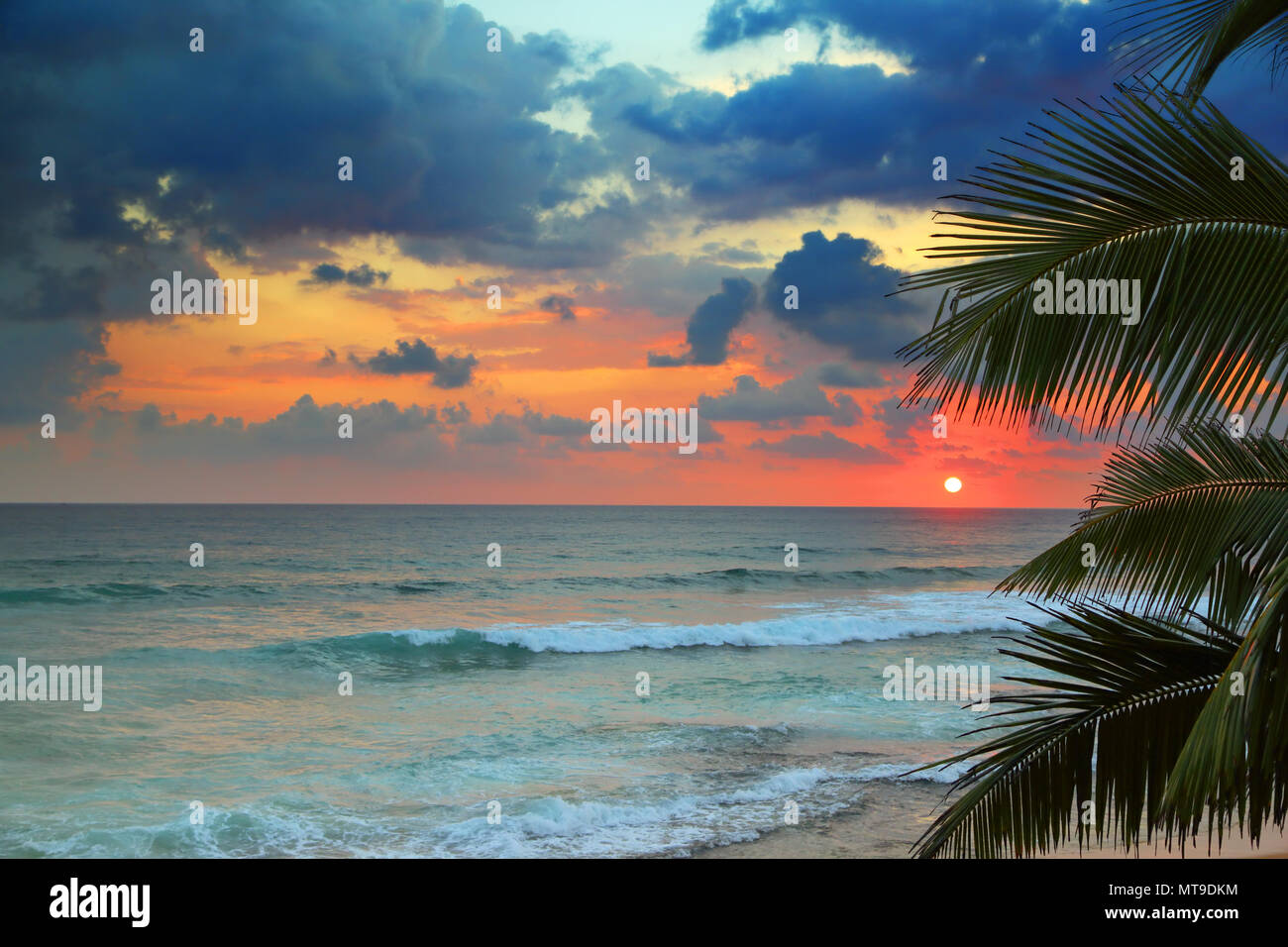 Palm silhouette tree leaves sea hi-res stock photography and images - Alamy