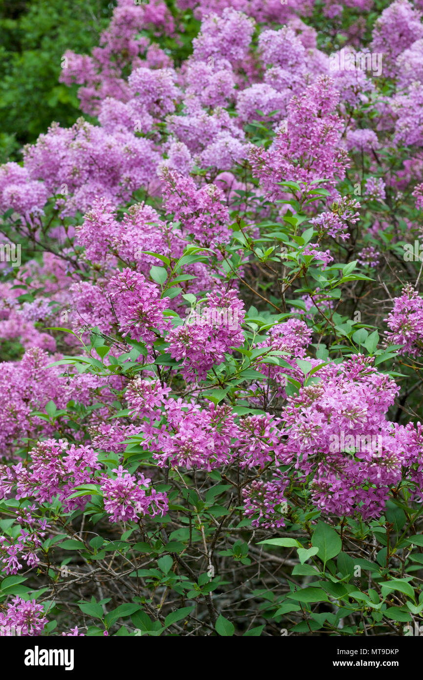 Lilacs In Landscape High Resolution Stock Photography and Images Alamy