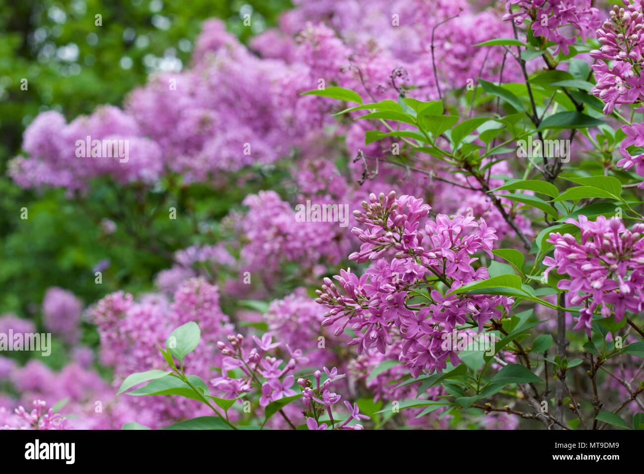 Chinese lilac syringa chinensis hires stock photography and images Alamy