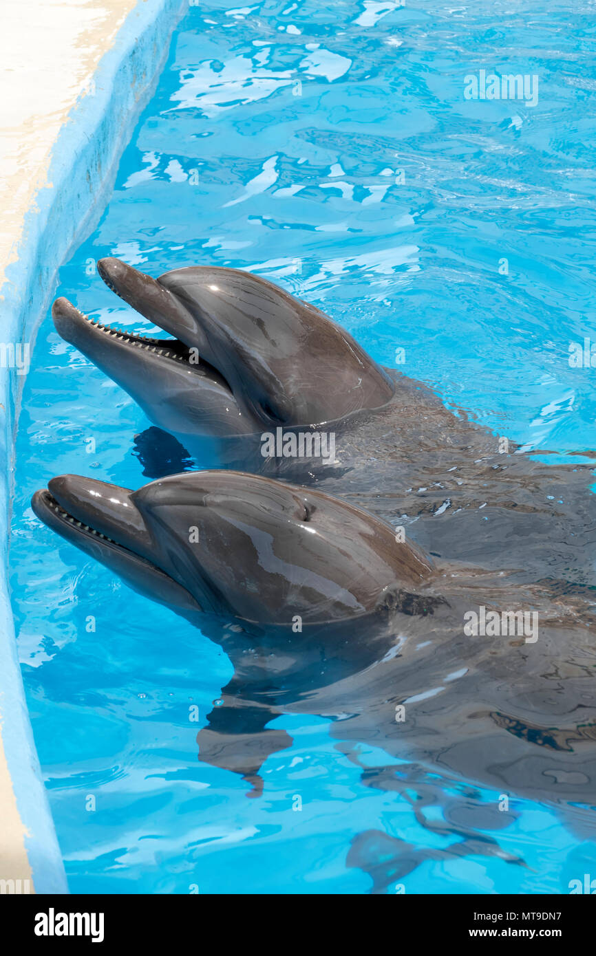 two dolphins in pool Stock Photo