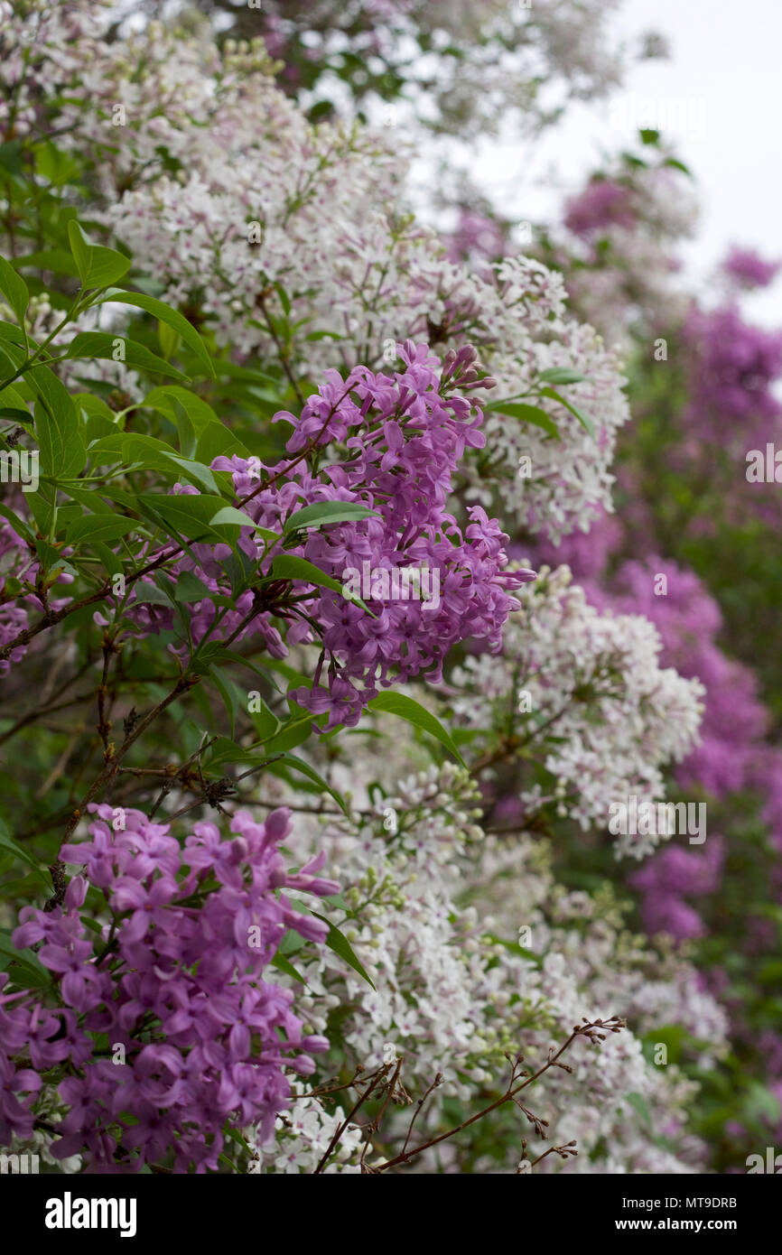 Chinese lilac syringa chinensis hires stock photography and images Alamy