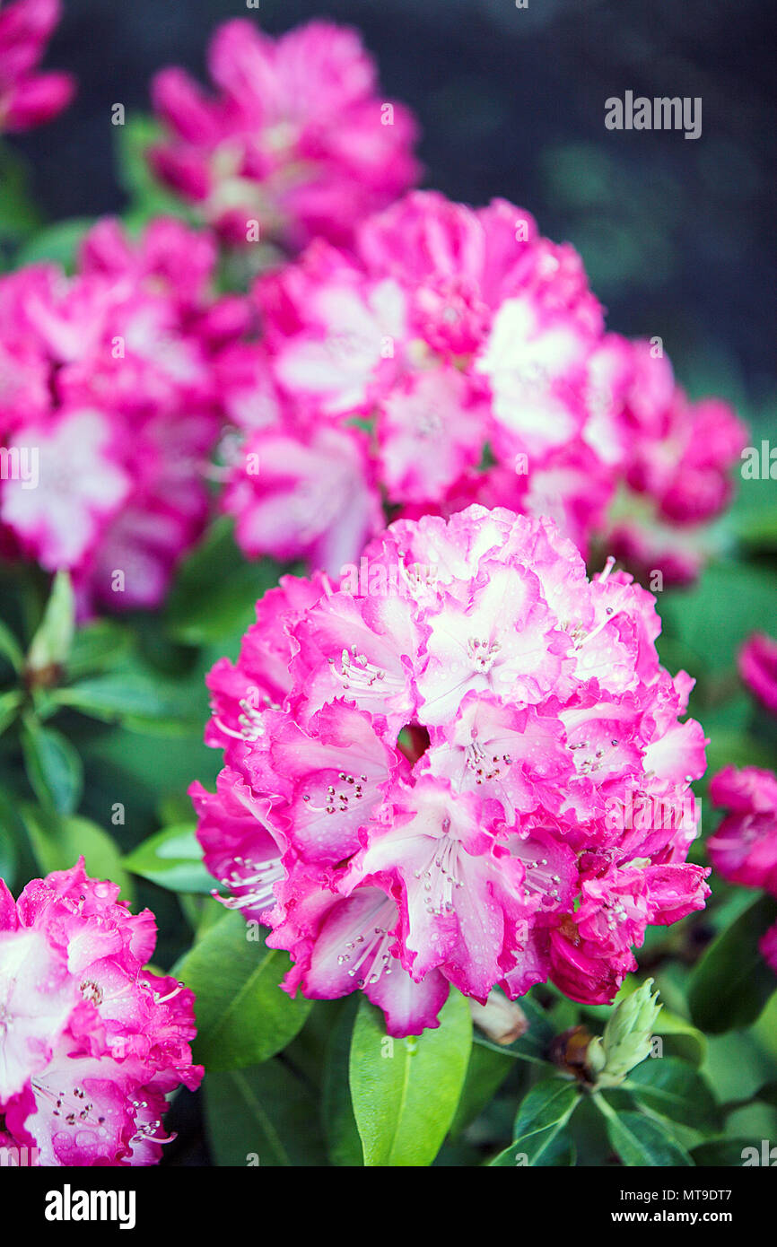 Spring Rhododendron Beautiful spring rhododendrons, viewed here in the rear garden of ...