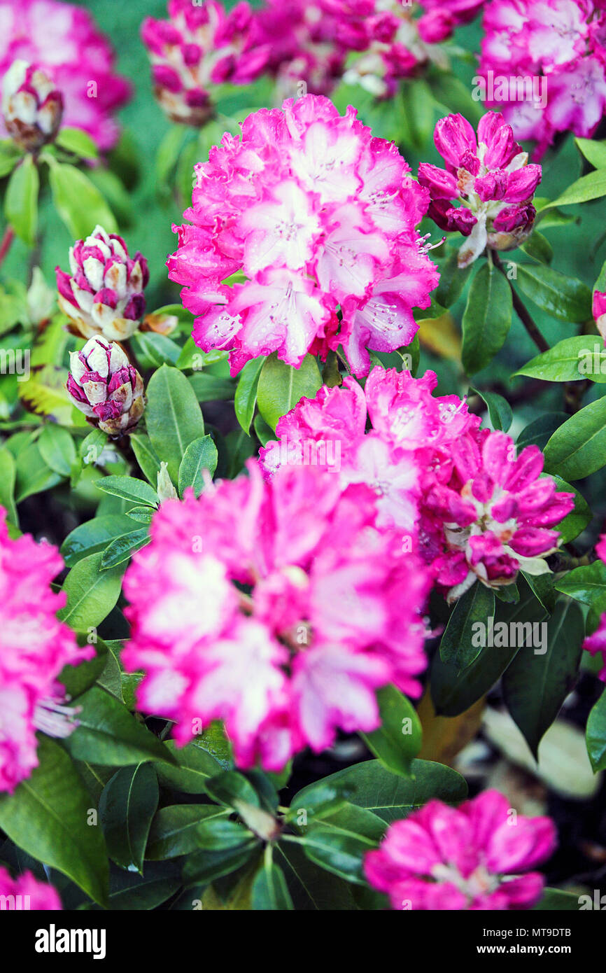 Spring Rhododendron Beautiful spring rhododendrons, viewed here in the rear garden of ...