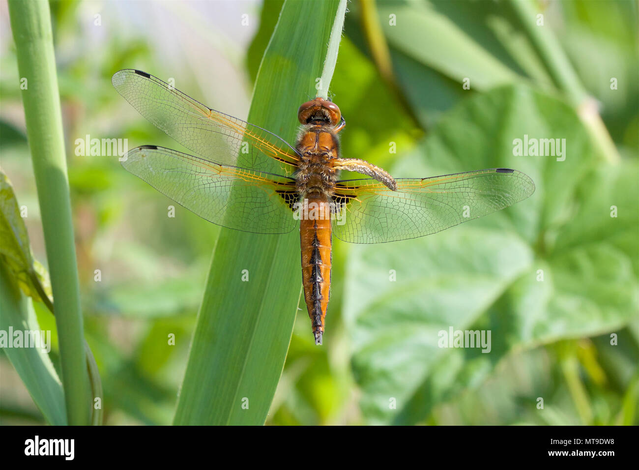A Scarce Chaser, Libellula fulva, with one wing failing to expanded after emergence from the Larva stage. Stock Photo