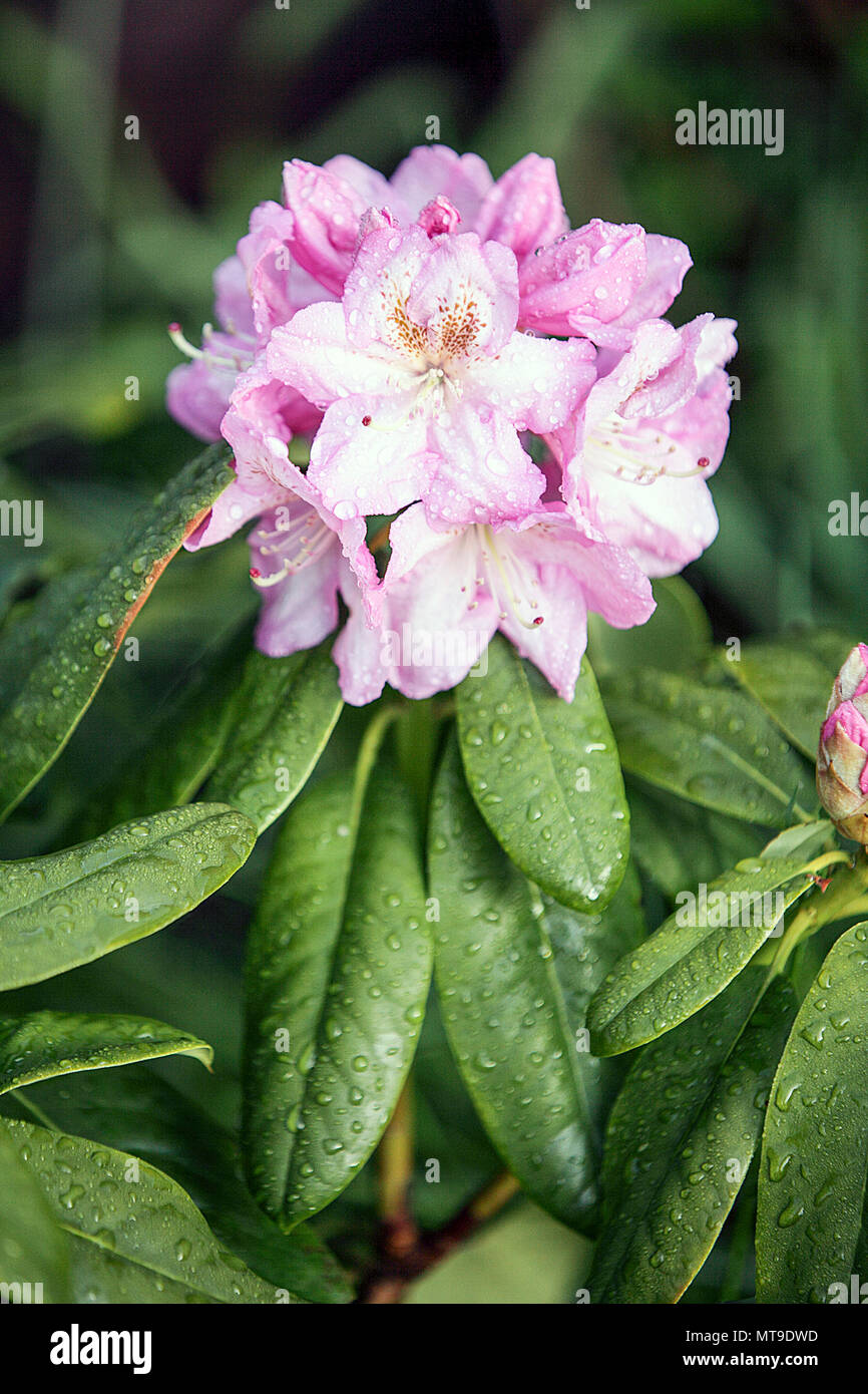 Spring Rhododendron Beautiful spring rhododendrons, viewed here in the rear garden of ...
