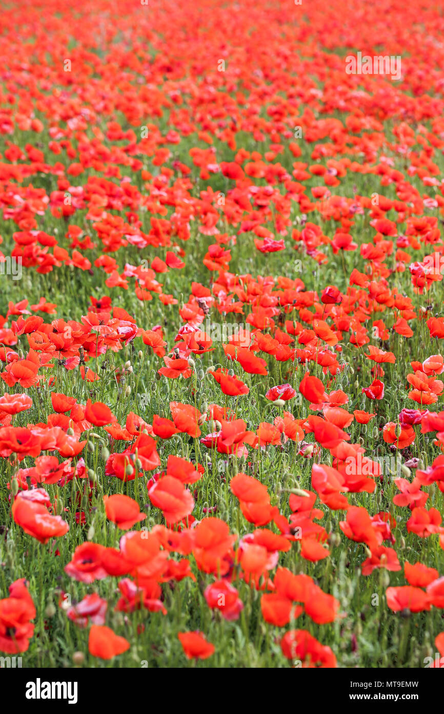 Poppy flower field Stock Photo