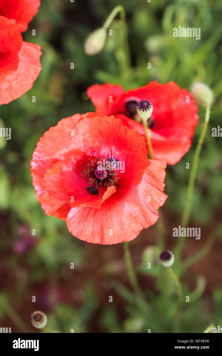 Poppy flower field Stock Photo