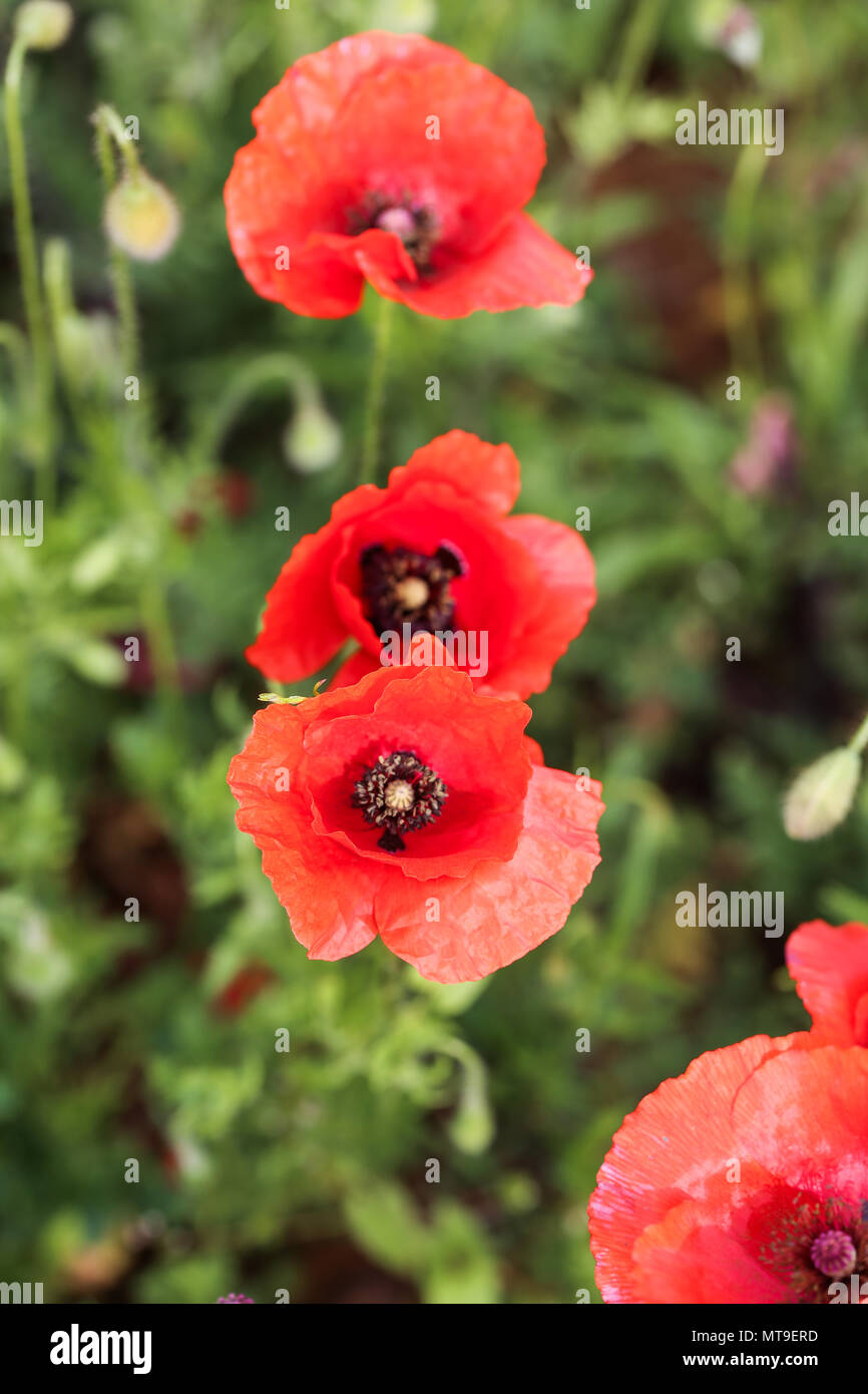Poppy flower field Stock Photo
