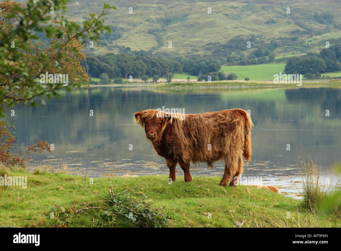 Scottish highland cow in field Stock Photo