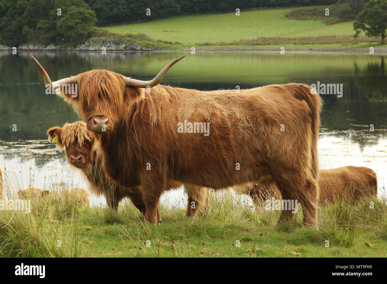 Scottish highland cow in field Stock Photo