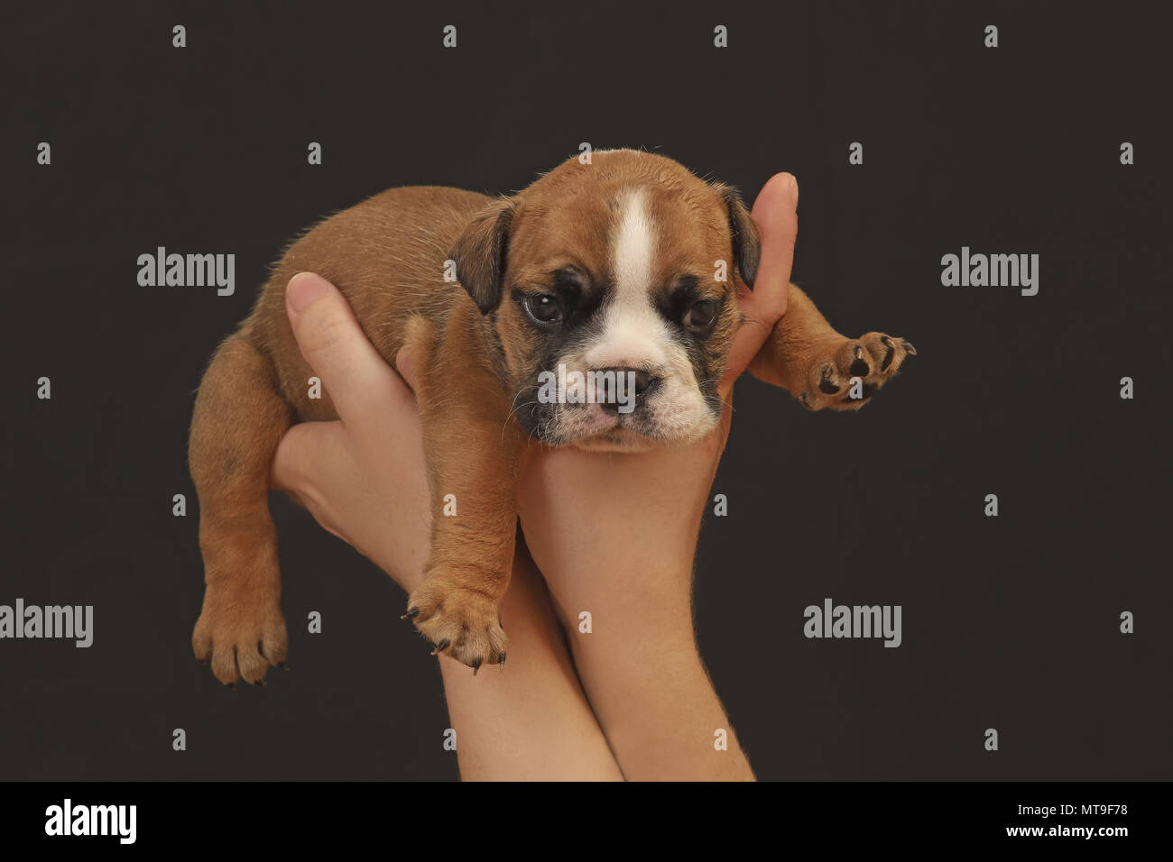 English Bulldog. Hands holding puppy (4 weeks old). Germany Stock Photo
