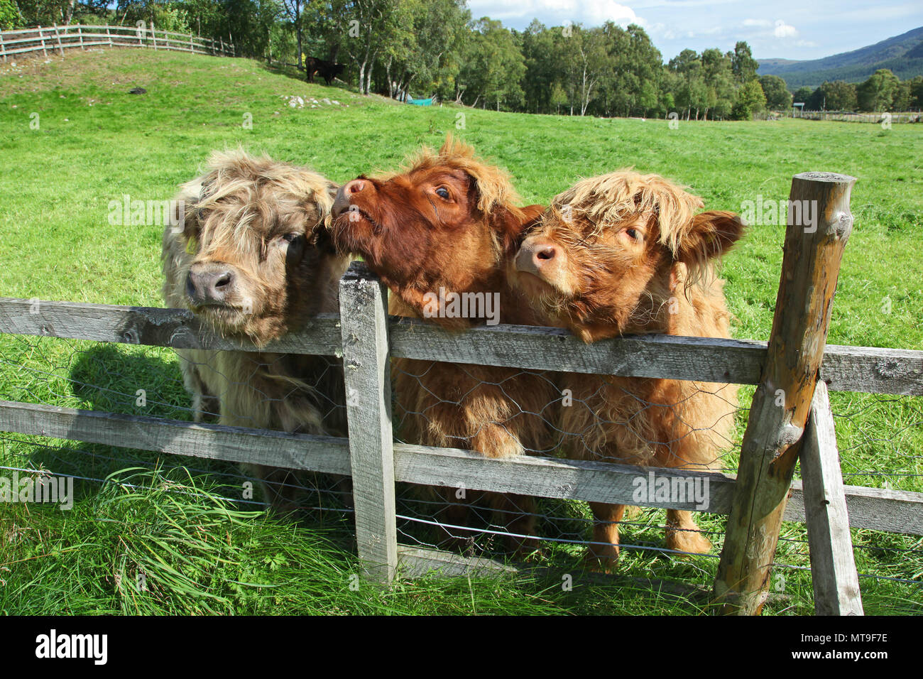 Close up of scottish highland cow in field Stock Photo