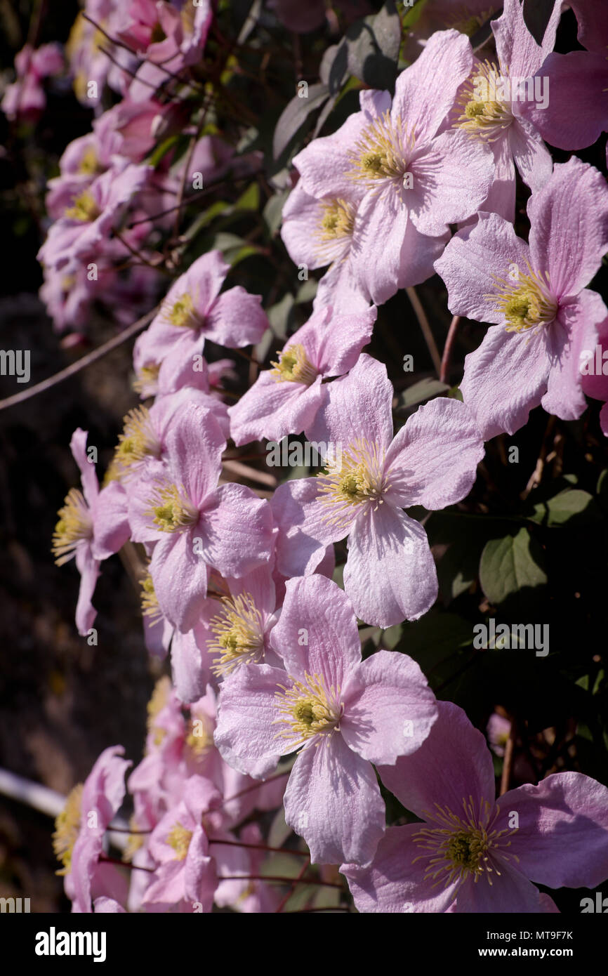 Clematis 'Elizabeth' in flower Stock Photo