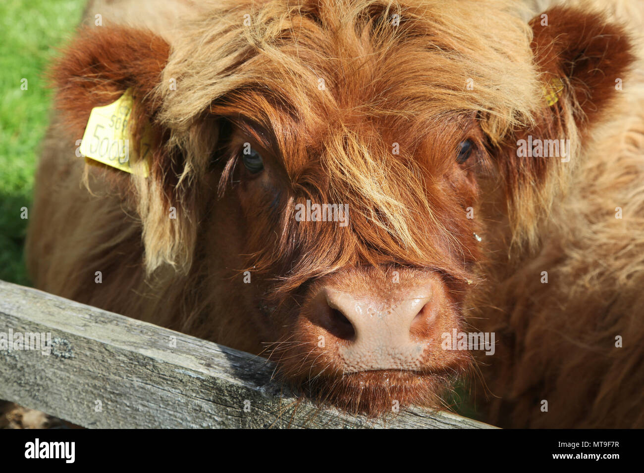 Close up of scottish highland cow in field Stock Photo