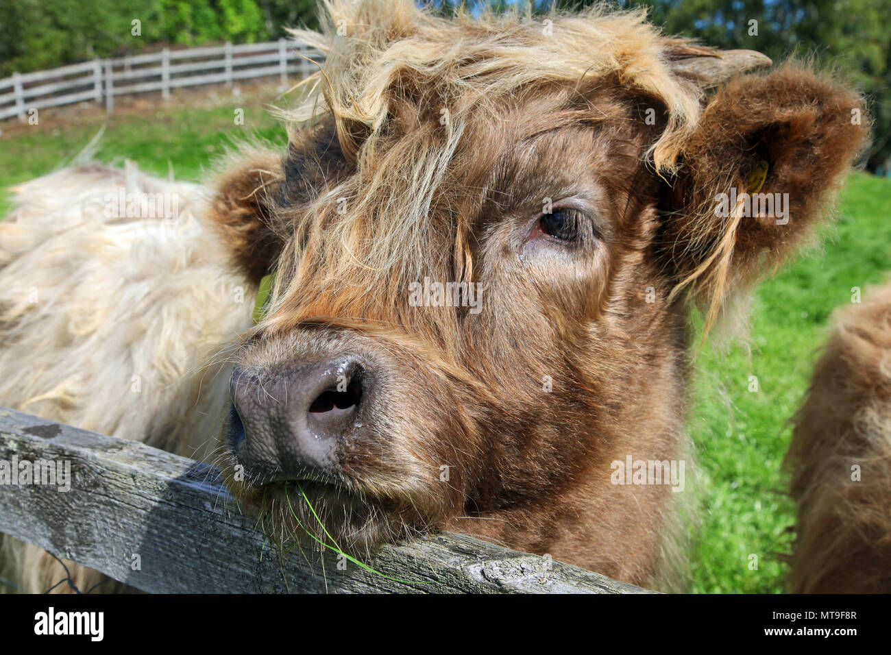 Close up of scottish highland cow in field Stock Photo