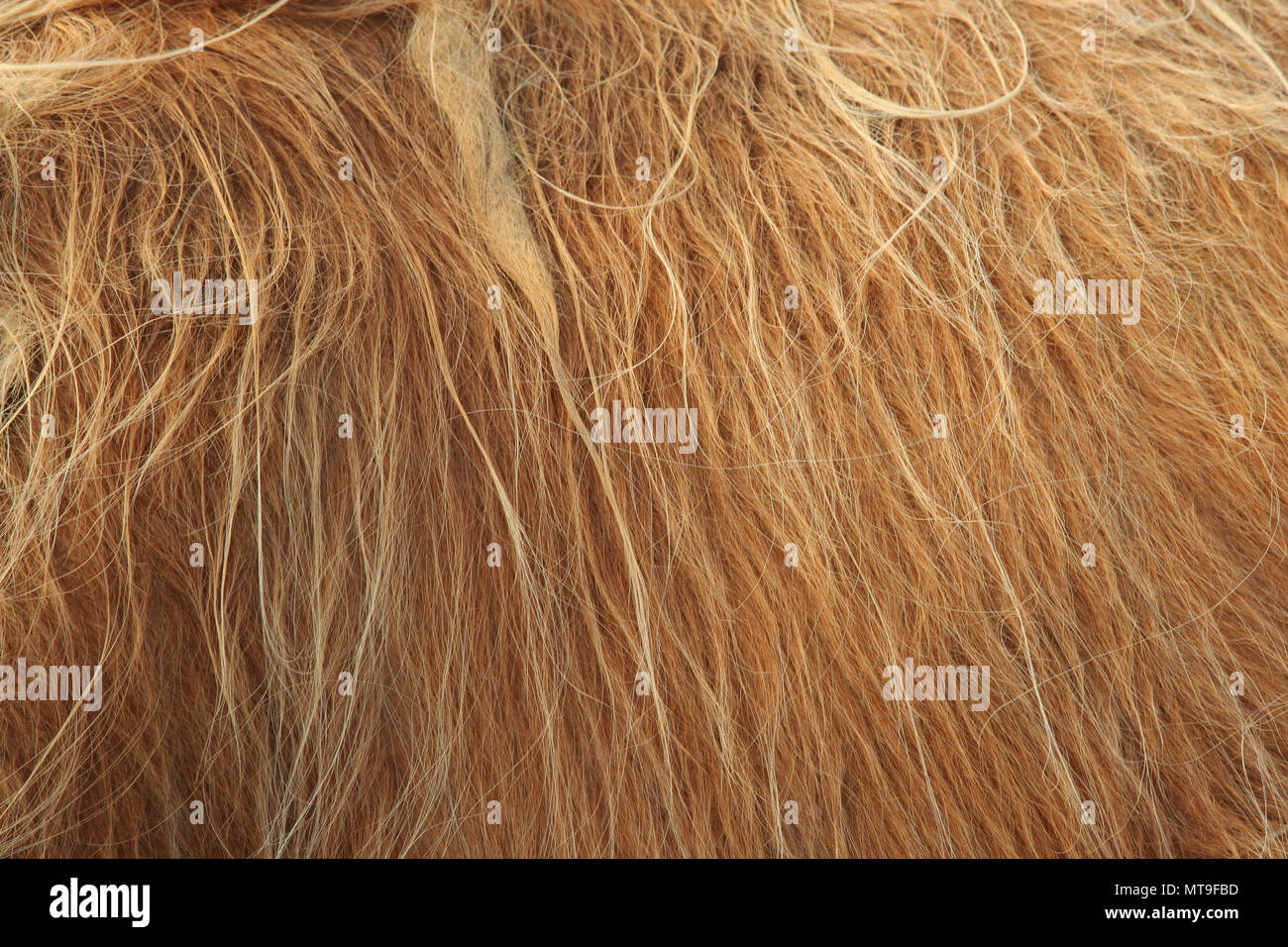 Close up of scottish highland cow in field Stock Photo
